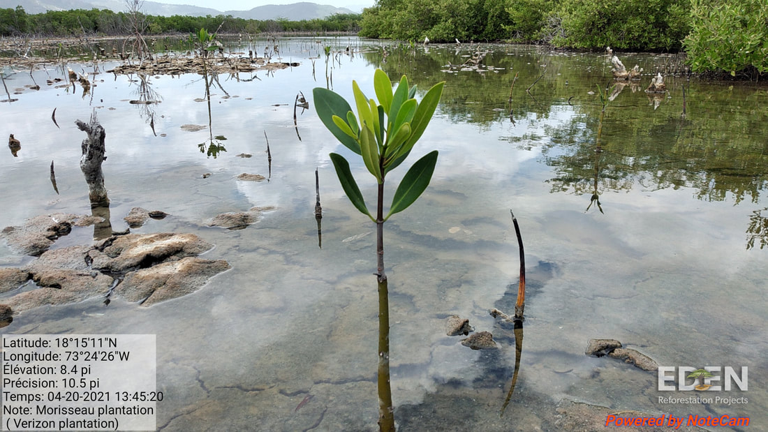 Picture of one year old mangroves