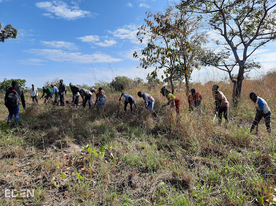 Plant trees in Mozambique / Reforestation Project / JUST ONE Tree ...