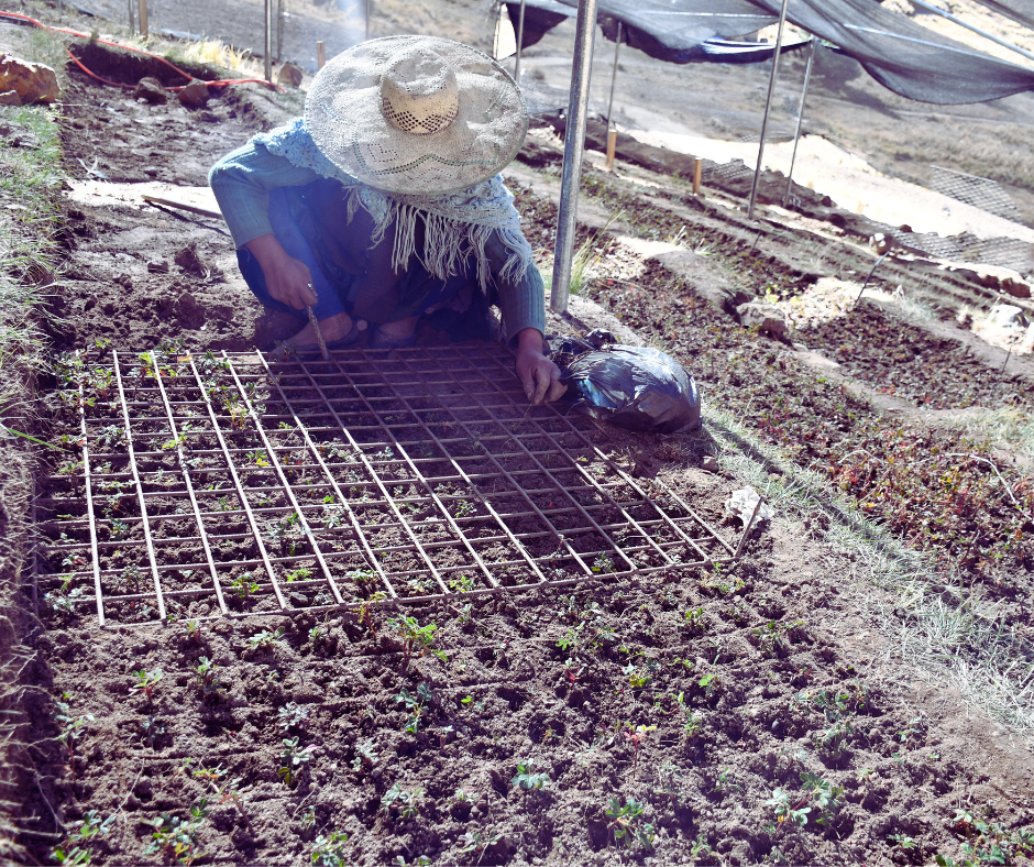 A person planting seedlings in a tree nursery in Bolivia