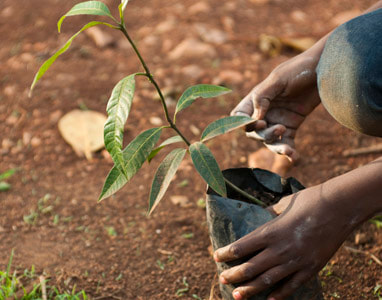 African girl feeling the leaf of a tree that's about to be planted