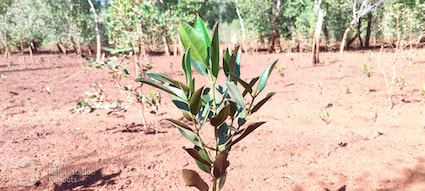 A new Mangrove growing in Madagascar