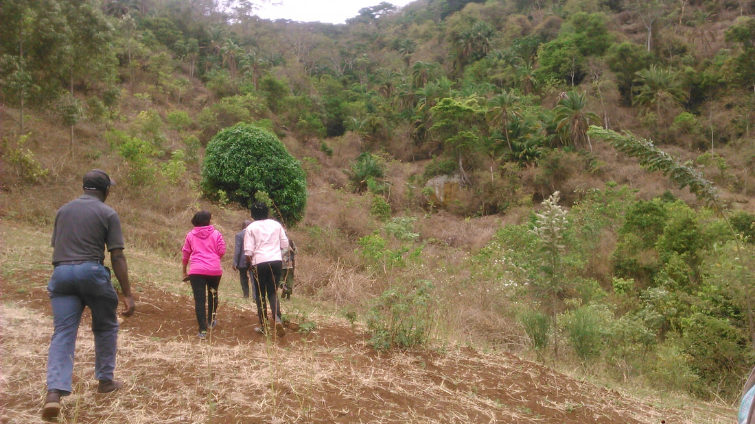 Tree planting site in Kenya