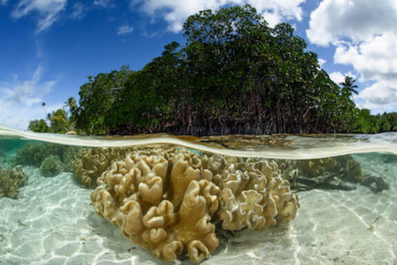 Picture of mangroves and their relationship with coral reef
