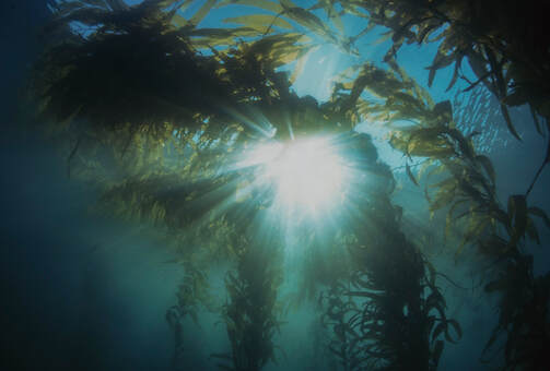 Picture of Kelp forest