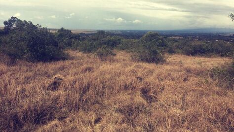 Picture of deforested Lusoi Hill in Kenya