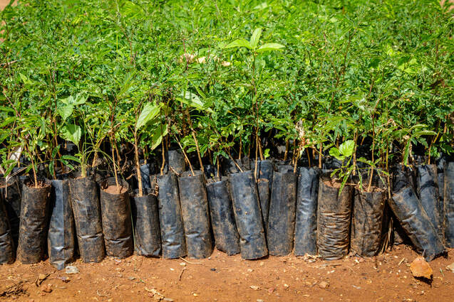 sapling trees read to be planted