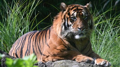 Picture of a Bengal tiger