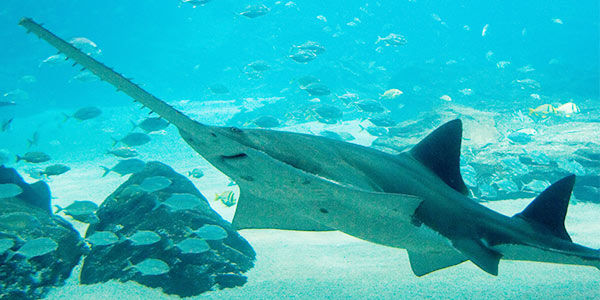 Picture of a giant sawfish swimming amongst other fish in the sea
