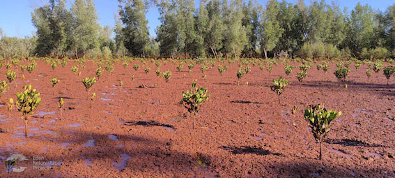 A sea of young mangroves growing where there was once heavy deforestation.