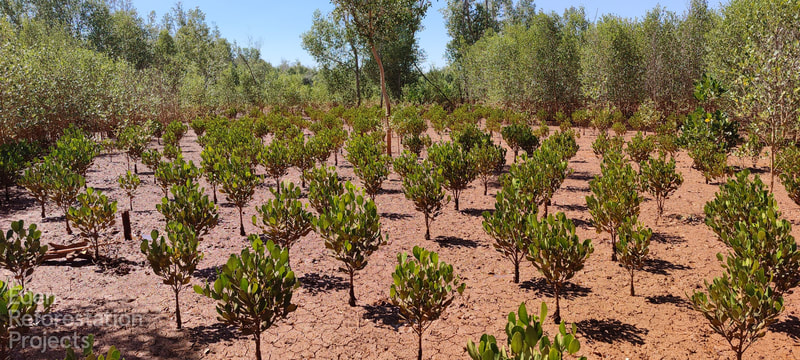 A photo filled with young and thriving mangroves in Madagascar.
