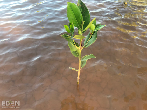 A baby mangrove growing out of the water