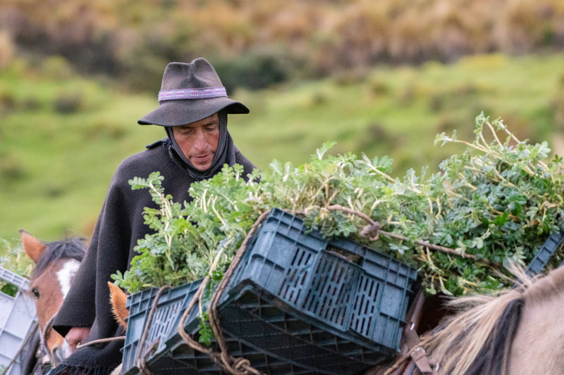 Saplings being transported on the back of a horse, up the mountains in the Andes to be planted.