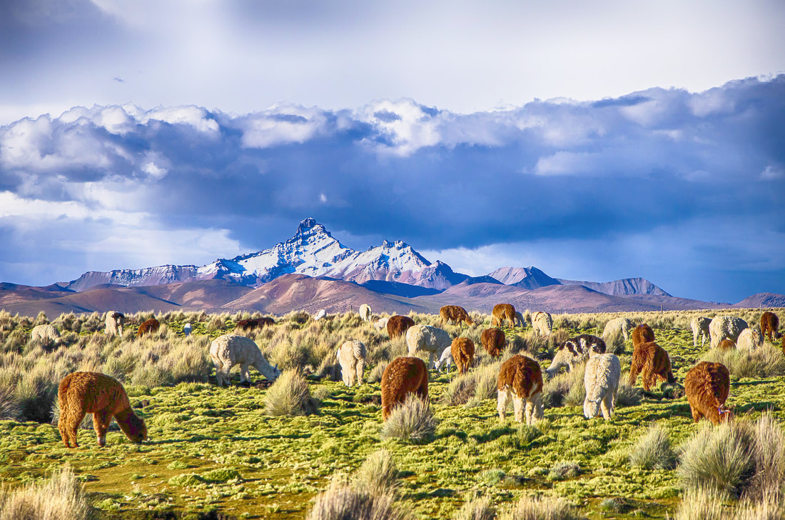 Picture of lamas grazing at the foothills of the Andes in Bolivia