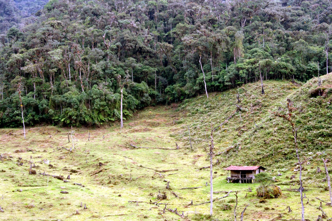 Picture of deforestation in Ecuador