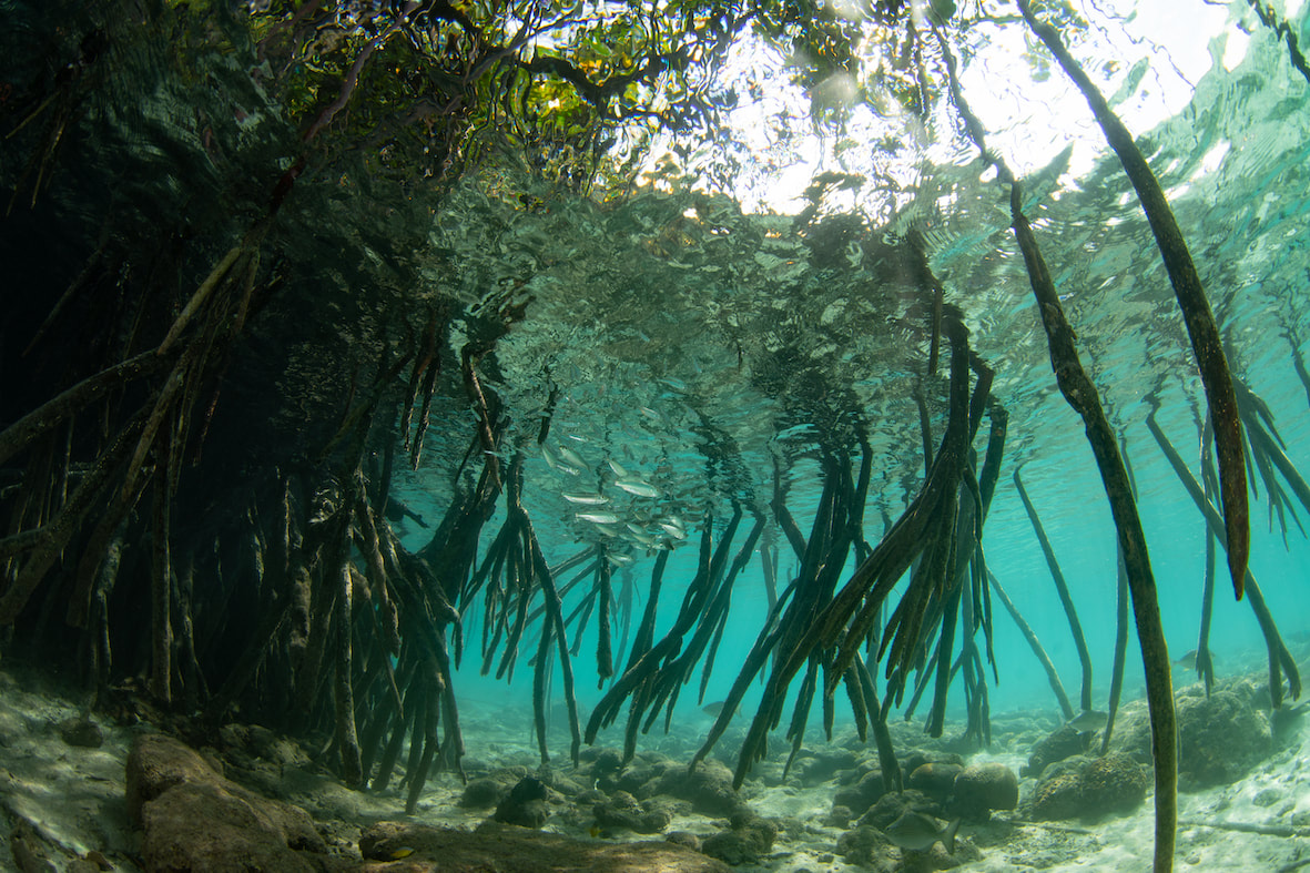 Underwater picture of mangrove roots and the fish swimming amongst them
