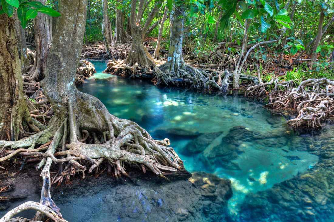 Picture of mangroves with a clear blue river trickling passed