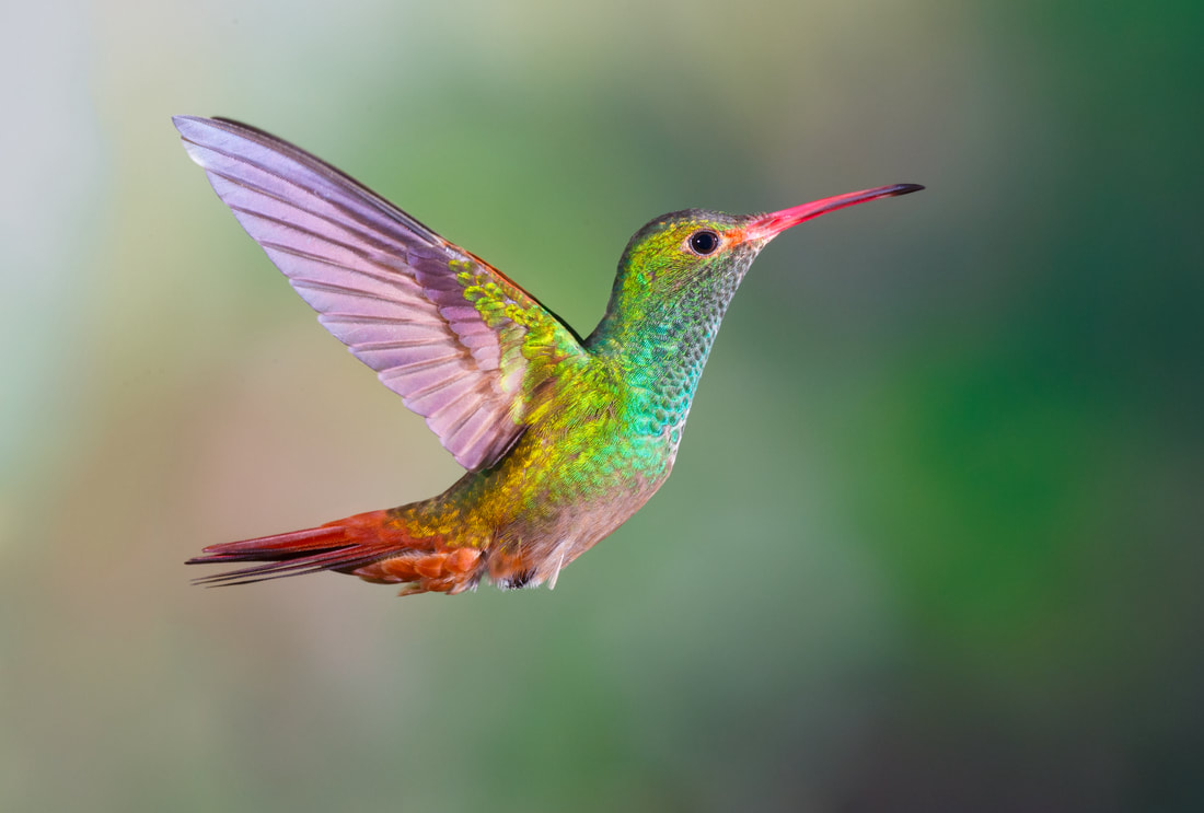 Picture of a Rufous-tailed Hummingbird.