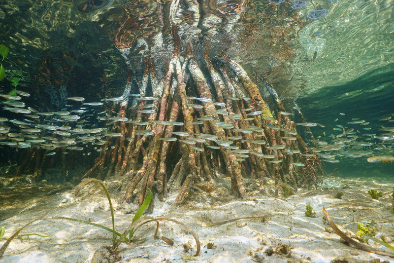 Photo of a mangrove below water, showing the fish swimming amongst its roots.