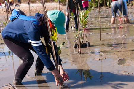 Lady planting Mangroves in Indonesia