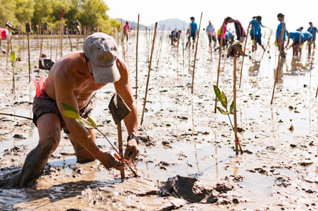 Man planting Mangrove trees in Indonesia