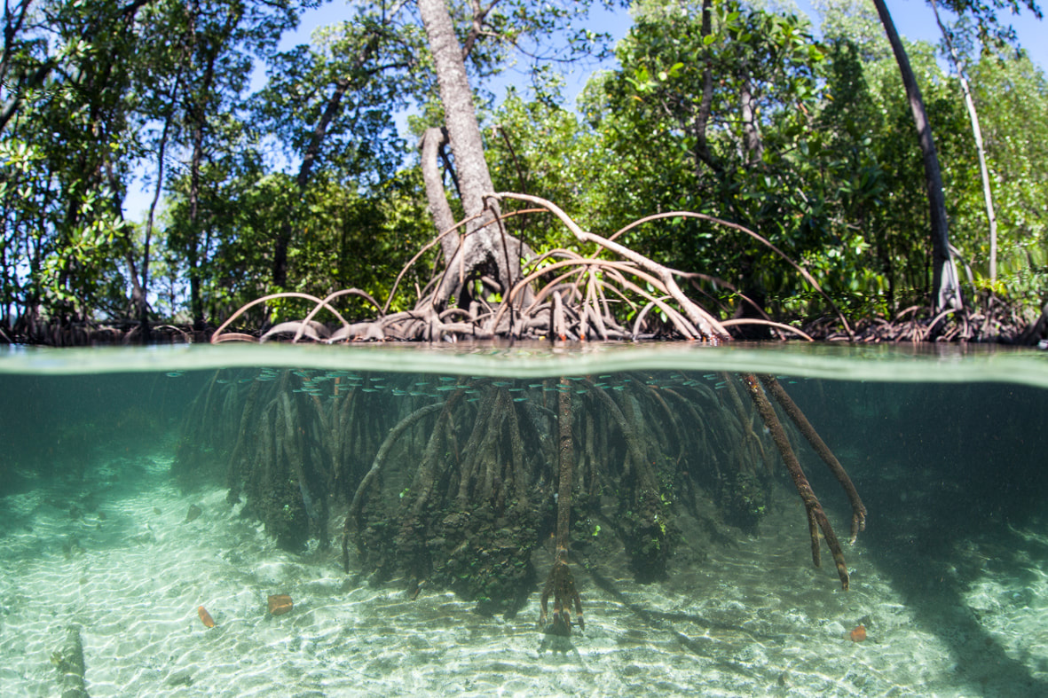 Photo of a mangrove above and below water, showing the fish swimming amongst its roots.