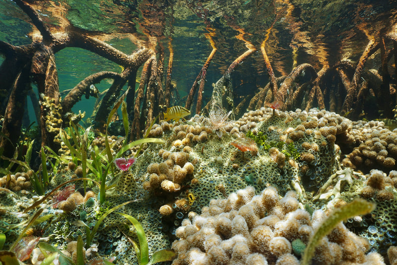 Photo of a mangrove below water, showing the coral between its roots and the fish which swim amongst them.