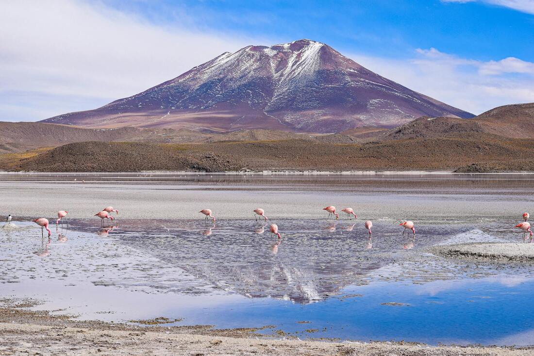 Picture of flamingoes on a lake, with salt flats and volcano in the background