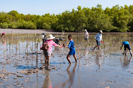 Planting Mangroves in Indonesia