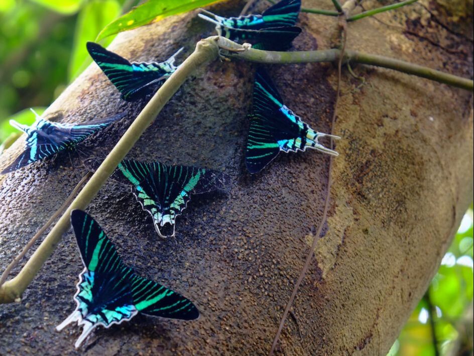 Picture of beautiful and rare butterflies