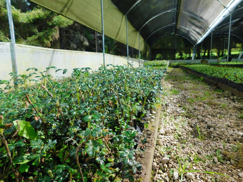 Picture of rows of Polylepis saplings growing in a tree planting nursery in Ecuador