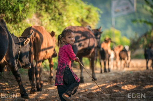 Child herding cattle in Nepal