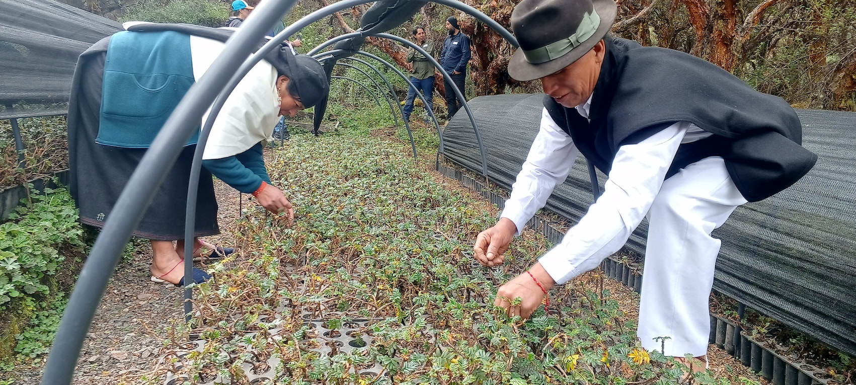 Picture of people caring for seedlings in a tree planting nursery in Ecuador