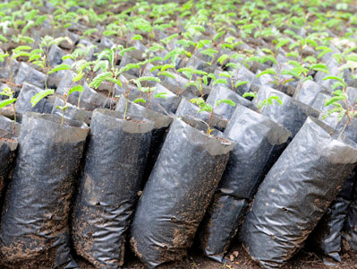 Seedlings in bags ready to be planted